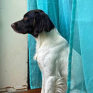 Taya a rejoint le concours — aidez-le/la à gagner de superbes lots ! animal, black_and_white, calm, companion, curtain, dog, domestic, fur, house, indoor, looking_away, natural_light, pet, portrait, quiet, side_view, sitting, still_life, wall, wooden_floor