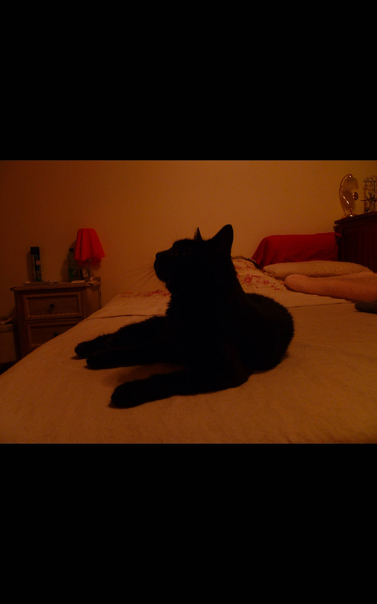 Léonore participe au concours pour gagner de l'argent avec cette photo : bed, bedding, bedroom, carmine, carnivore, cat, comfort, companion_dog, felidae, floor, flooring, grey, hardwood, linens, small_to_medium_sized_cats, table, tail, tints_and_shades, whiskers, wood