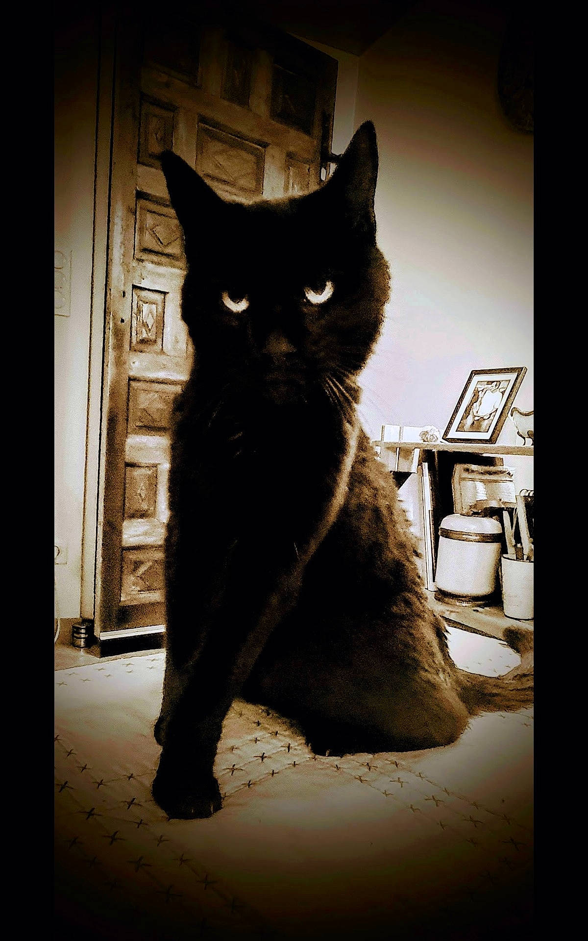 Léonore a rejoint le concours — aidez-le/la à gagner de superbes lots ! black_cat, carnivore, cat, darkness, domestic_short_haired_cat, felidae, flash_photography, formal_wear, fur, monochrome, monochrome_photography, shadow, small_to_medium_sized_cats, snout, stairs, tail, terrestrial_animal, tints_and_shades, whiskers, window