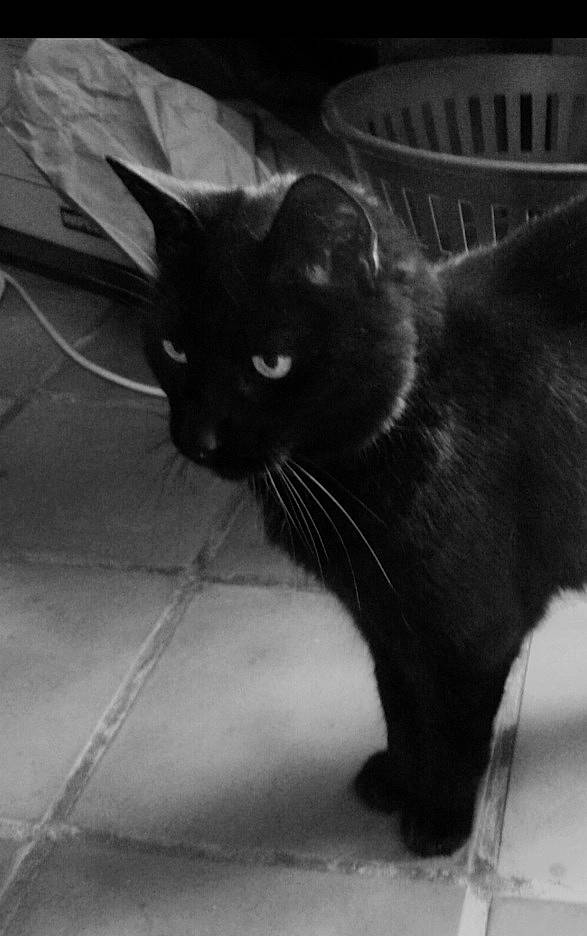 Léonor a rejoint le concours — aidez-le/la à gagner de superbes lots ! black, black_and_white, black_cat, bombay, carnivore, cat, claw, domestic_short_haired_cat, felidae, fur, head, monochrome, monochrome_photography, paw, small_to_medium_sized_cats, snout, style, tail, terrestrial_animal, whiskers