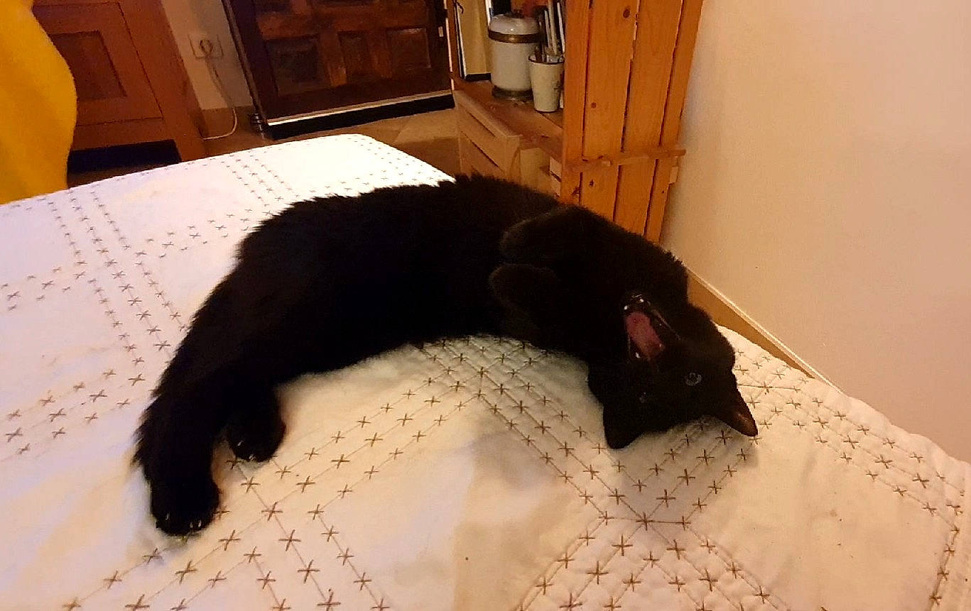 Léonor participe au concours pour gagner de l'argent avec cette photo : bed, cabinetry, carnivore, cat, comfort, companion_dog, dog_breed, door, felidae, flooring, fur, kitchen_appliance, linens, pet_supply, room, small_to_medium_sized_cats, sporting_group, tail, terrestrial_animal, wood