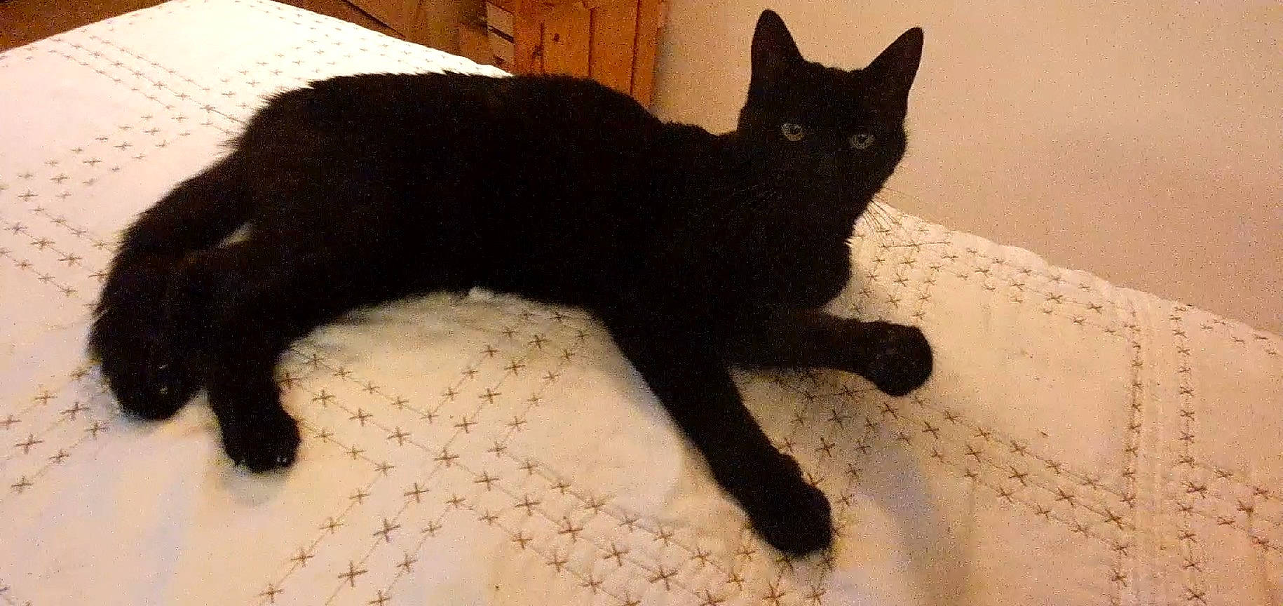 Léonor participe au concours pour gagner de l'argent avec cette photo : black_cat, bombay, carnivore, cat, claw, comfort, domestic_short_haired_cat, felidae, fur, paw, small_to_medium_sized_cats, snout, tail, terrestrial_animal, whiskers