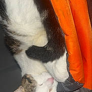 Akira participe au concours pour gagner de l'argent avec cette photo : cat, sleeping, fur, orange_fabric, cozy, pet, domestic_animal, whiskers, ear, tail, resting, close_up, indoor, soft_texture, animal, mammal, cute, relaxation, nap, tabby