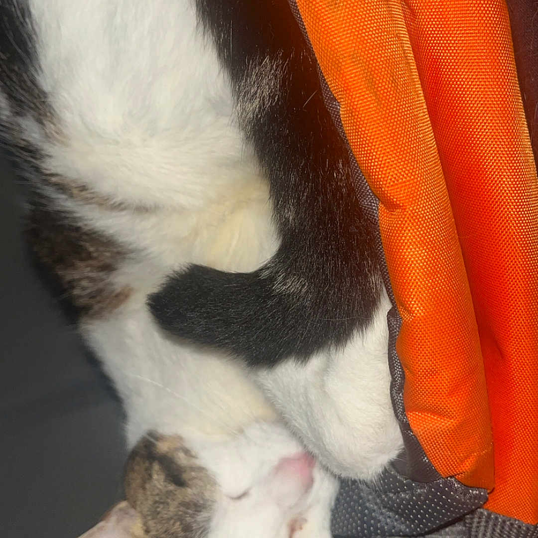 Akira participe au concours pour gagner de l'argent avec cette photo : animal, cat, close_up, cozy, cute, domestic_animal, ear, fur, indoor, mammal, nap, orange_fabric, pet, relaxation, resting, sleeping, soft_texture, tabby, tail, whiskers