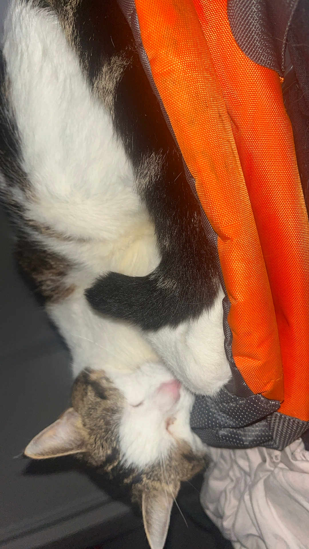 Akira participe au concours pour gagner de l'argent avec cette photo : cat, sleeping, fur, orange_fabric, cozy, pet, domestic_animal, whiskers, ear, tail, resting, close_up, indoor, soft_texture, animal, mammal, cute, relaxation, nap, tabby