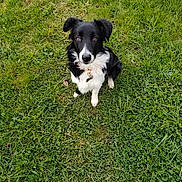 Aïko participe au concours pour gagner de l'argent avec cette photo : dog, black_and_white, grass, outdoor, pet, animal, collar, sitting, nature, cute, loyal, fur, canine, eyes, portrait, young_dog, field, greenery, watching, obedient