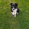 dog, black_and_white, grass, outdoor, pet, animal, collar, sitting, nature, cute, loyal, fur, canine, eyes, portrait, young_dog, field, greenery, watching, obedient