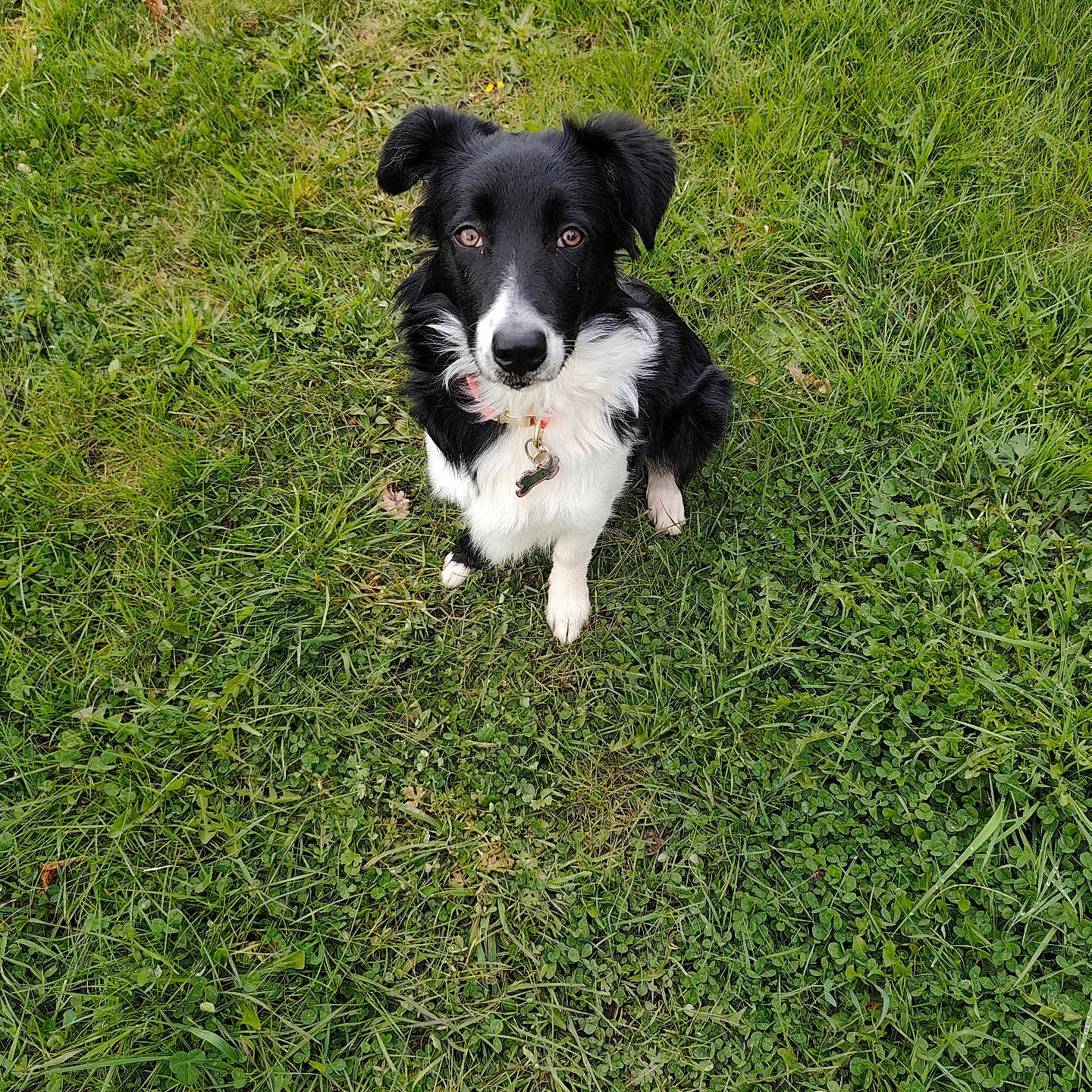 Aïko participe au concours pour gagner de l'argent avec cette photo : dog, black_and_white, grass, outdoor, pet, animal, collar, sitting, nature, cute, loyal, fur, canine, eyes, portrait, young_dog, field, greenery, watching, obedient