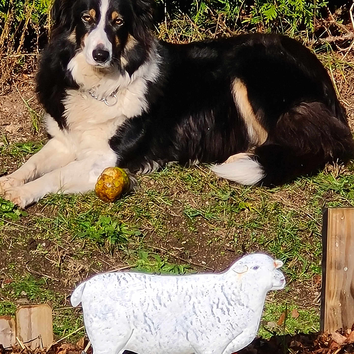 Nova participe au concours pour gagner de l'argent avec cette photo : animal, ball, black_and_white, calm, collar, daylight, decorative_sheep, dog, fur, garden, grass, greenery, laying_down, mulch, nature, outdoor, pet, statue, sunlight, wooden_border