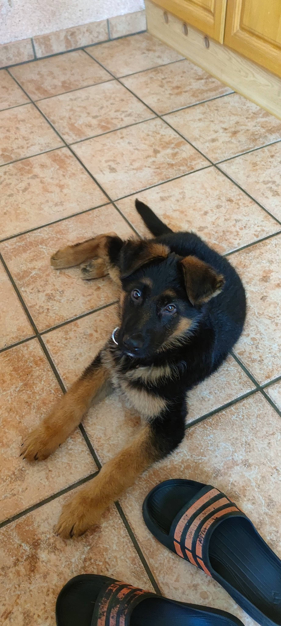 Taïgo