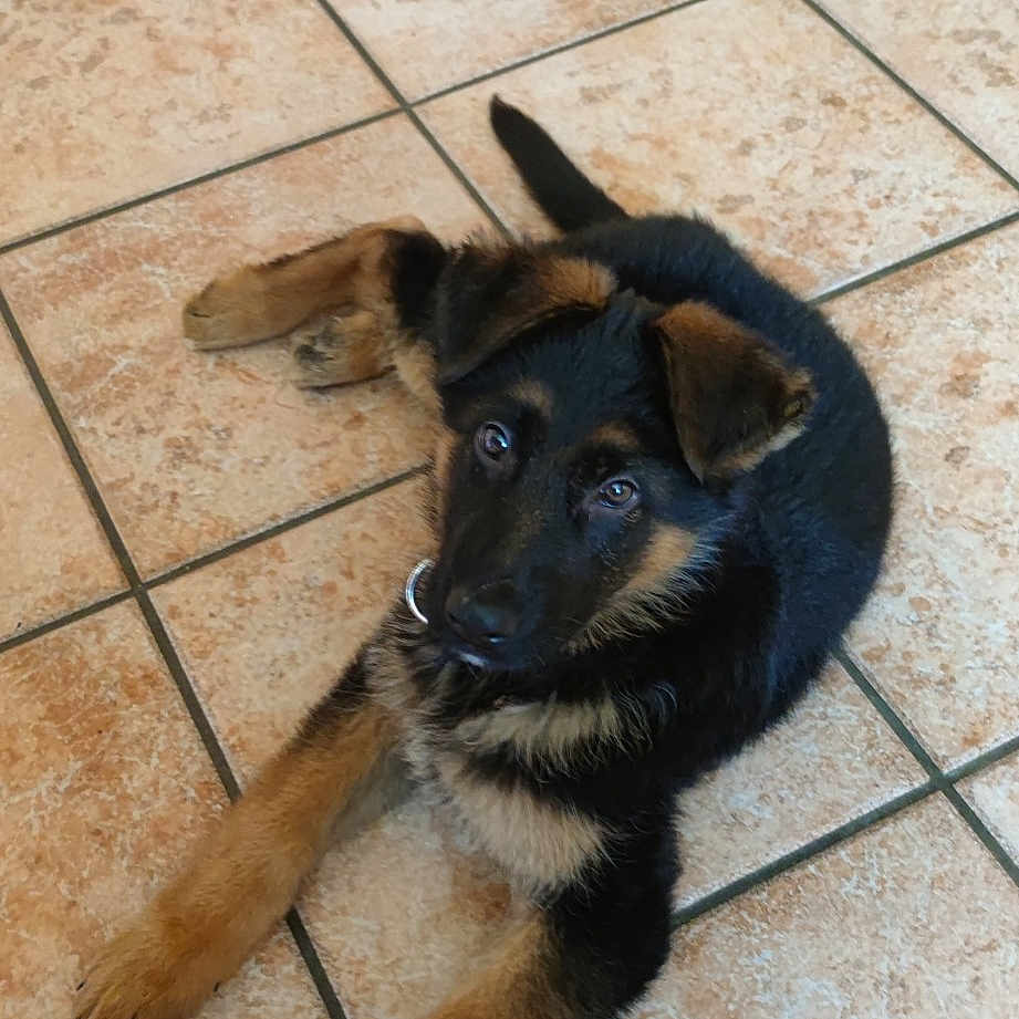 Taïgo