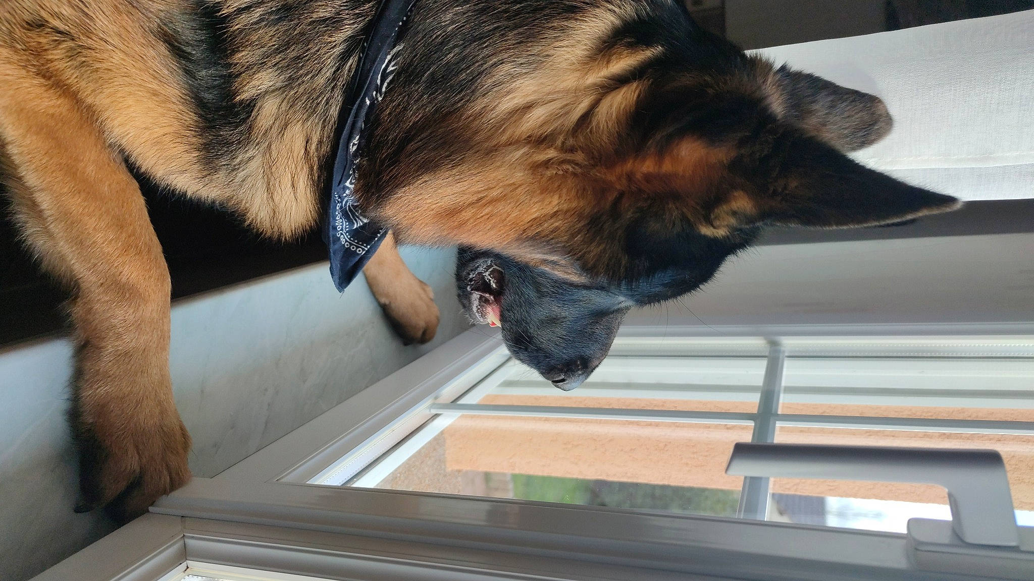 Taïgo participe au concours pour gagner de l'argent avec cette photo : canidae, carnivore, collar, companion_dog, dog, dog_breed, ear, fawn, fur, german_shepherd_dog, king_shepherd, liver, old_german_shepherd_dog, snout, sporting_group, tervuren, window, wood, working_animal, working_dog