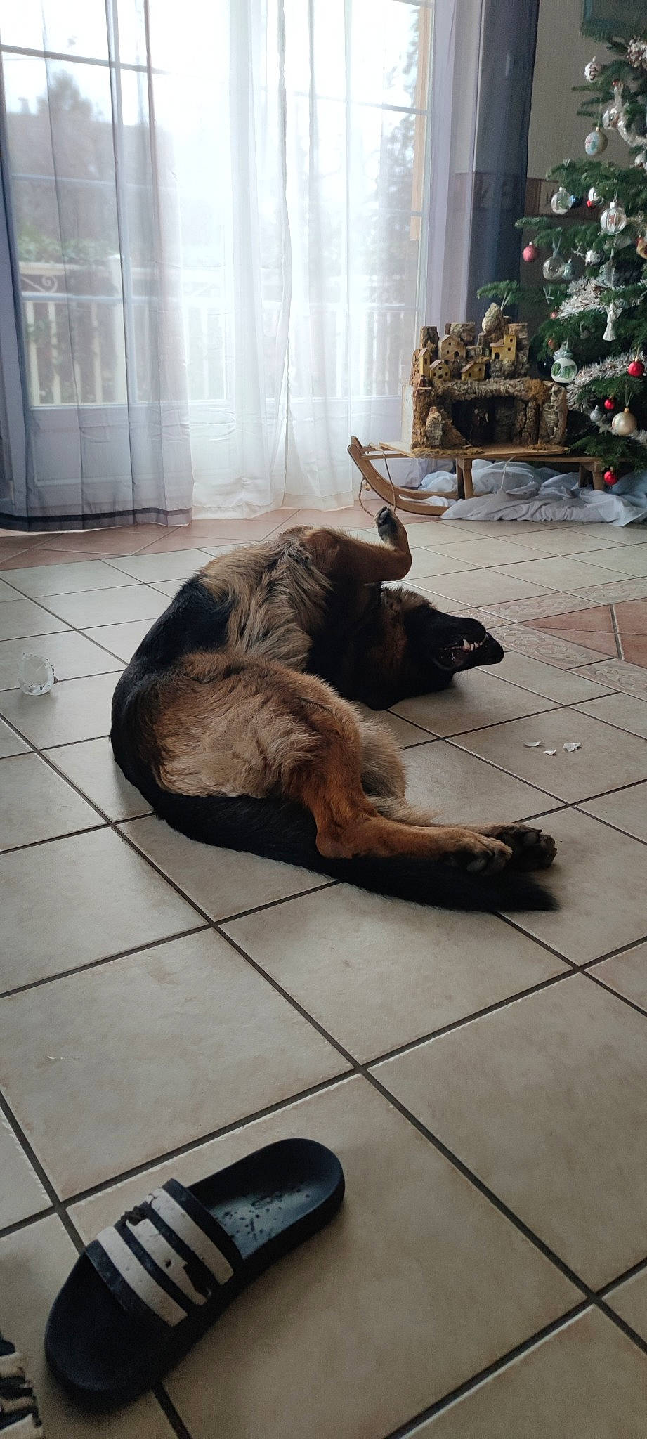 Taïgo participe au concours pour gagner de l'argent avec cette photo : canidae, carnivore, christmas_tree, comfort, companion_dog, curtain, dog, dog_breed, event, fawn, floor, flooring, fur, hardwood, liver, pet_supply, snout, sporting_group, wood, working_animal