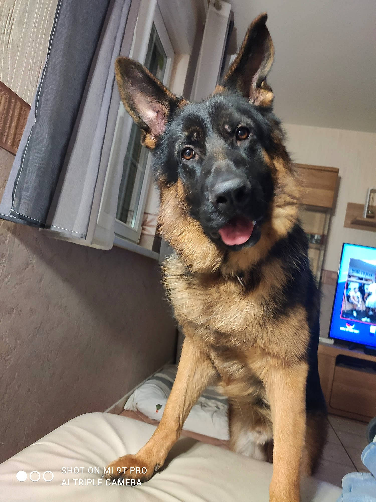Taïgo a rejoint le concours — aidez-le/la à gagner de superbes lots ! canidae, carnivore, collar, companion_dog, dog, dog_breed, dog_collar, ear, east_european_shepherd, fawn, fur, german_shepherd_dog, guard_dog, herding_dog, old_german_shepherd_dog, paw, snout, sporting_group, whiskers, working_dog
