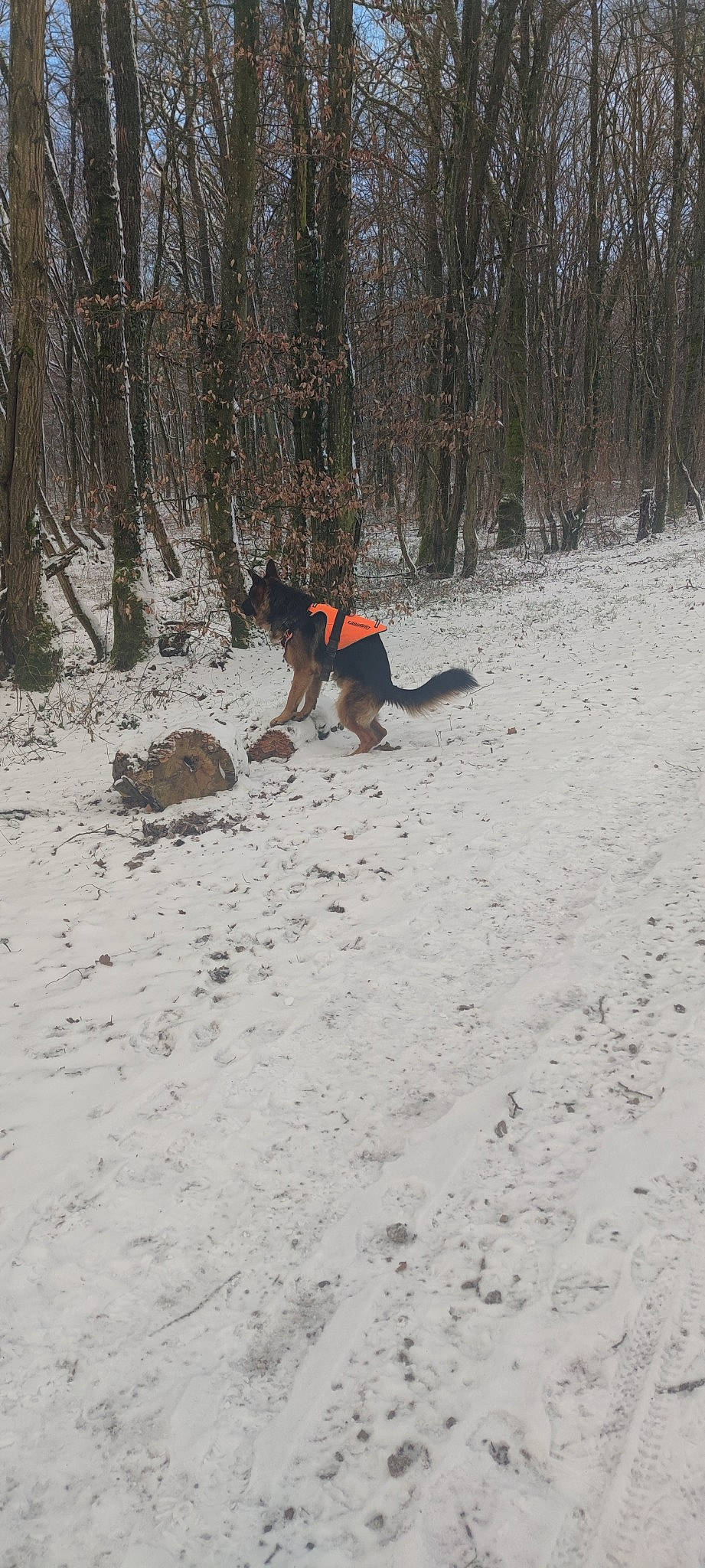 Taïgo a rejoint le concours — aidez-le/la à gagner de superbes lots ! canidae, carnivore, dog, dog_breed, forest, freezing, guard_dog, hunting_dog, northern_hardwood_forest, playing_in_the_snow, recreation, slope, snow, sporting_group, tail, tree, wildlife, winter, woodland, working_dog