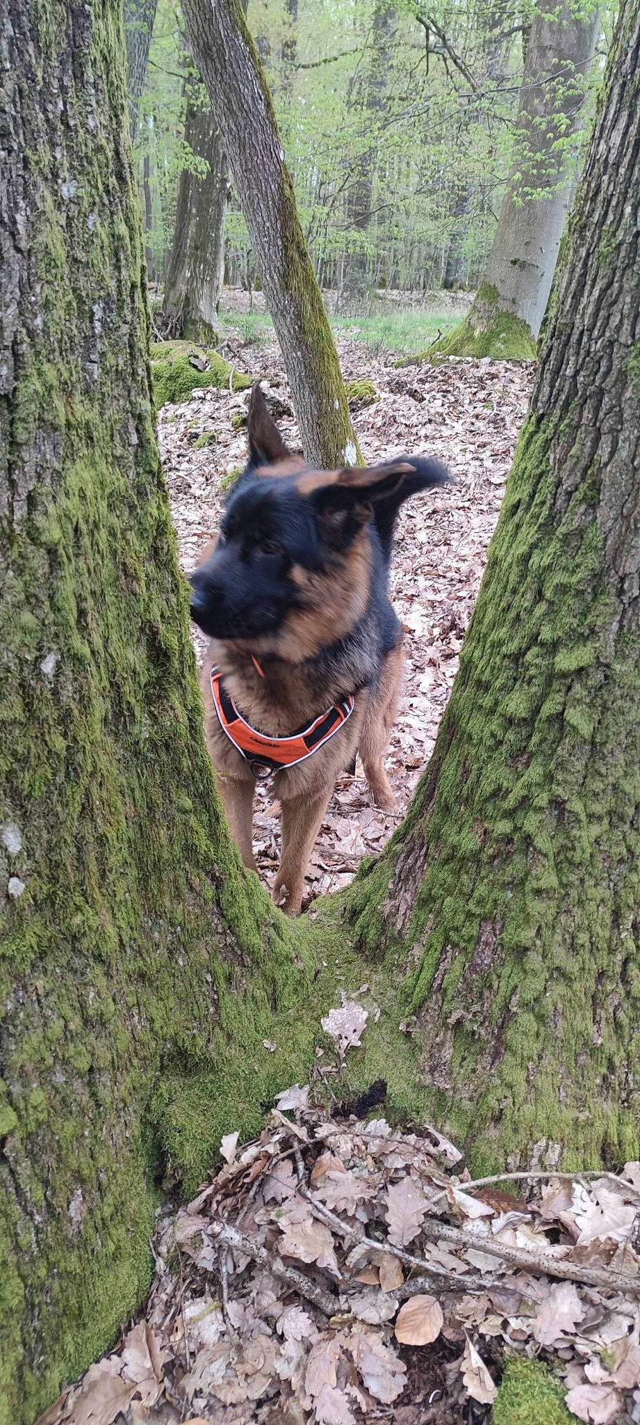Taïgo a rejoint le concours — aidez-le/la à gagner de superbes lots ! canidae, canis, carnivore, collar, dog, dog_breed, dog_collar, dog_hiking, fawn, herding_dog, plant, snout, sporting_group, tail, terrestrial_plant, tree, trunk, wood, working_animal, working_dog