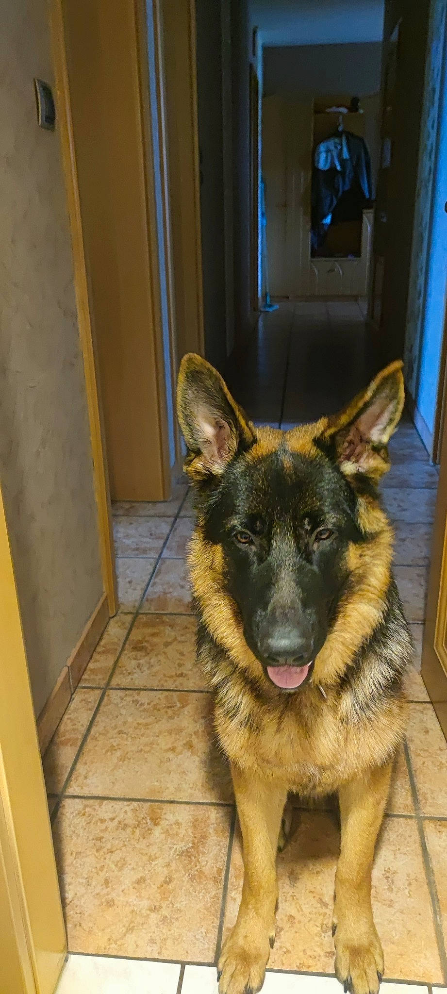 Taïgo participe au concours pour gagner de l'argent avec cette photo : canidae, carnivore, companion_dog, dog, dog_breed, door, ear, east_european_shepherd, fawn, flooring, fur, german_shepherd_dog, herding_dog, king_shepherd, old_german_shepherd_dog, snout, sporting_group, terrestrial_animal, working_animal, working_dog