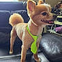 Teddy Bear is registered to the contest to win money with this photo: dog, small_dog, green_tie, pet, indoor, couch, leather, happy, standing, fur, tail, ears, snout, natural_light, window, household_items, background, smiling, cute, domestic