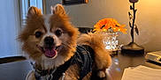 Teddy Bear is registered to the contest to win money with this photo: dog, pomeranian, denim_jacket, happy, tongue_out, desk, lamp, sunflowers, vase, documents, paper, indoor, black_surface, cozy, pet, animal, smiling, fur, home, table