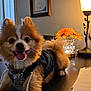 dog, pomeranian, denim_jacket, happy, tongue_out, desk, lamp, sunflowers, vase, documents, paper, indoor, black_surface, cozy, pet, animal, smiling, fur, home, table