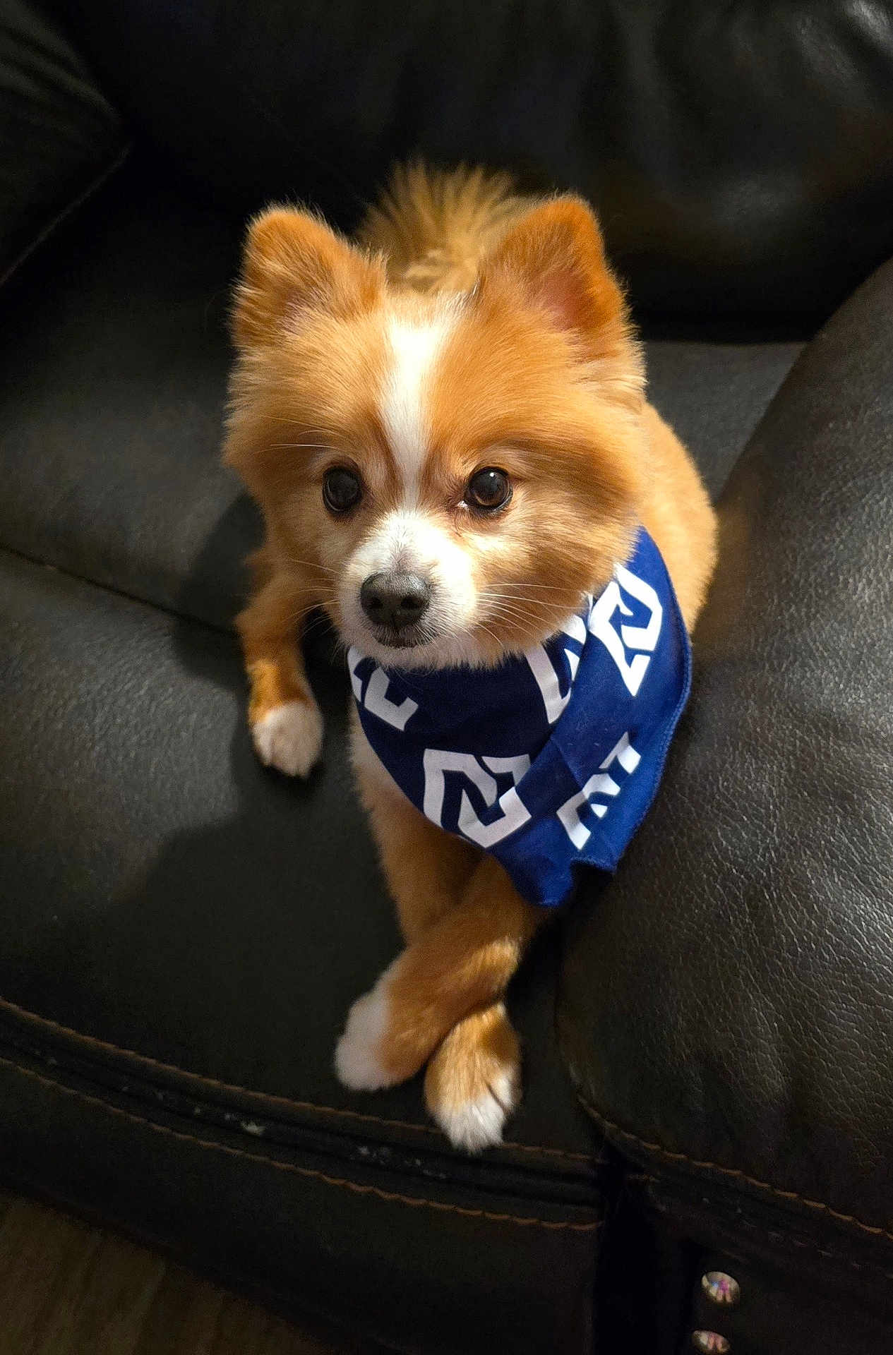 Teddy Bear is registered to the contest to win money with this photo: dog, small_dog, fluffy, brown_and_white, bandana, blue_bandana, pet, cute, indoor, leather_couch, crossed_paws, attentive, animal, companion, domestic_animal, portrait, sitting, face, ears, fur