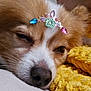 dog, sleepy, close_up, face, jewels, headband, brown, white, fur, nose, whiskers, blanket, yellow, texture, cozy, resting, indoor, cute, pet, animal