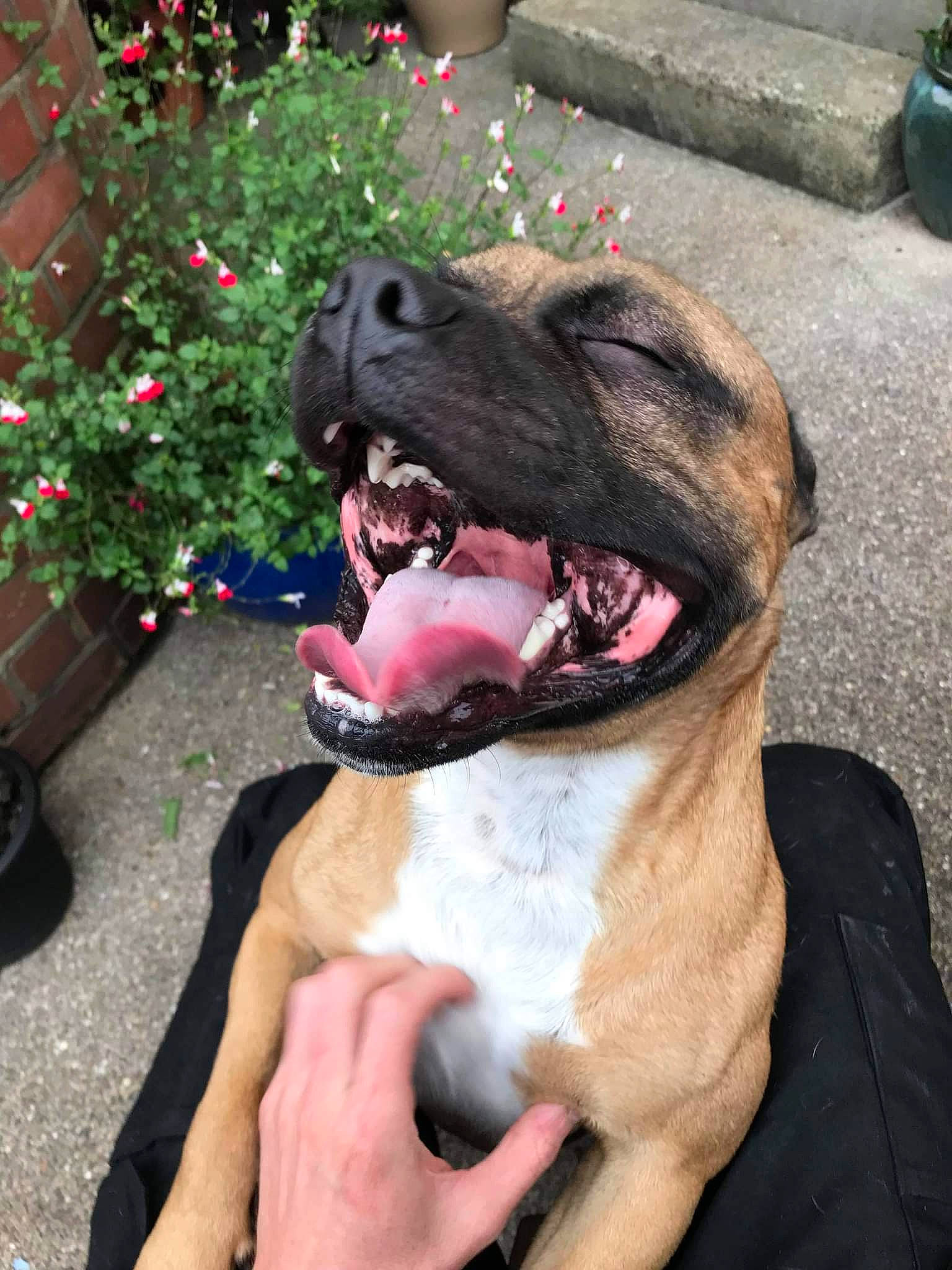 Boz joined the competition — help win amazing prizes! carnivore, collar, companion_dog, dog, dog_breed, dog_collar, fang, fawn, flower, flowerpot, fur, houseplant, jaw, liver, pet_supply, plant, snout, sporting_group, whiskers, working_animal