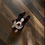 Sully is registered to the contest to win money with this photo: dog, black_and_white, small_dog, wooden_floor, pet, looking_up, ears_up, indoor, flooring, cute, animal, canine, domestic_animal, companion, young_dog, alert, sitting, fur, adorable, curious