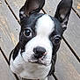 Sully is registered to the contest to win money with this photo: dog, puppy, boston_terrier, black_and_white, pet, animal, ears, wooden_deck, cute, looking_up, outdoor, fur, whiskers, small_dog, canine, adorable, portrait, sitting, close_up, curious