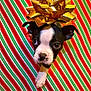 puppy, dog, black_and_white, bow, gift_wrap, holiday, christmas, festive, cute, pet, animal, face, paw, wrapping_paper, present, striped, background, indoors, small, adorable