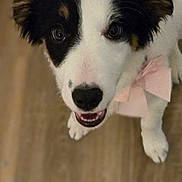 Princess is registered to the contest to win money with this photo: animal, ball, canine, cockerspaniel, collie, dog, eskimodog, hardwood, hound, husky, labradorretriever, papillon, pet, puppy, saintbernard, snout, terrier, towel, whitedog, wood