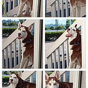 Koda joined the competition — help win amazing prizes! animal, brown_and_white_fur, canine, collar, curious, daylight, dog, expression, fence, greenery, happy, husky, outdoor, pet, porch, six_panel, smiling, standing, sunlight, white_railings