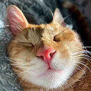 Tigger is registered to the contest to win money with this photo: cat, ginger_cat, close_up, sleeping, whiskers, pink_nose, fur, pet, cozy, blanket, relaxation, cute, animal, feline, indoor, portrait, soft_light, nap, fur_texture, domestic_cat