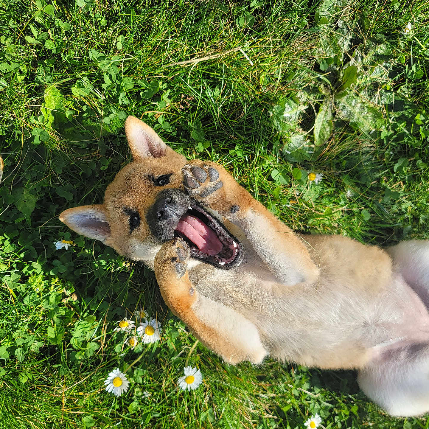 Vaia a rejoint le concours — aidez-le/la à gagner de superbes lots ! animal, canine, cute, daisy, dog, flower, fur, grass, greenery, happy, lying_down, nature, outdoor, paws, pet, playful, puppy, sunlight, tongue, young