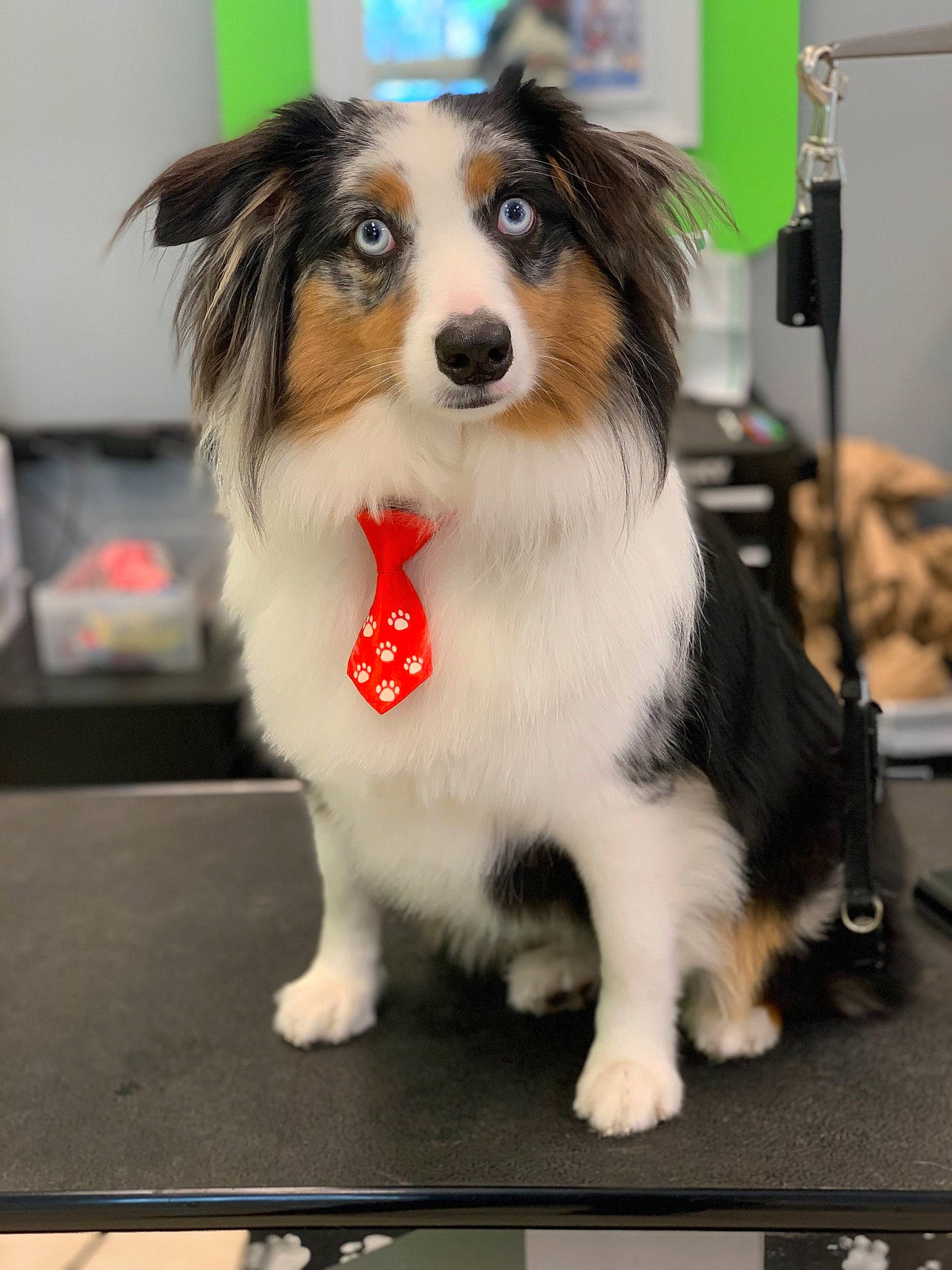 Atticus joined the competition — help win amazing prizes! australian_shepherd, border_collie, canidae, carnivore, companion_dog, dog, dog_breed, mammal, papillon, phalene, puppy, rare_breed_dog, shetland_sheepdog, snout, sporting_group, working_dog