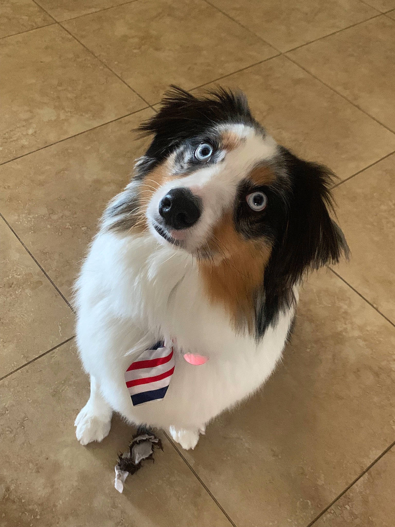 Atticus joined the competition — help win amazing prizes! australian_shepherd, border_collie, canidae, carnivore, companion_dog, dog, dog_breed, kooikerhondje, mammal, miniature_australian_shepherd, papillon, phalene, rare_breed_dog, snout, sporting_group, vertebrate, whiskers, working_dog