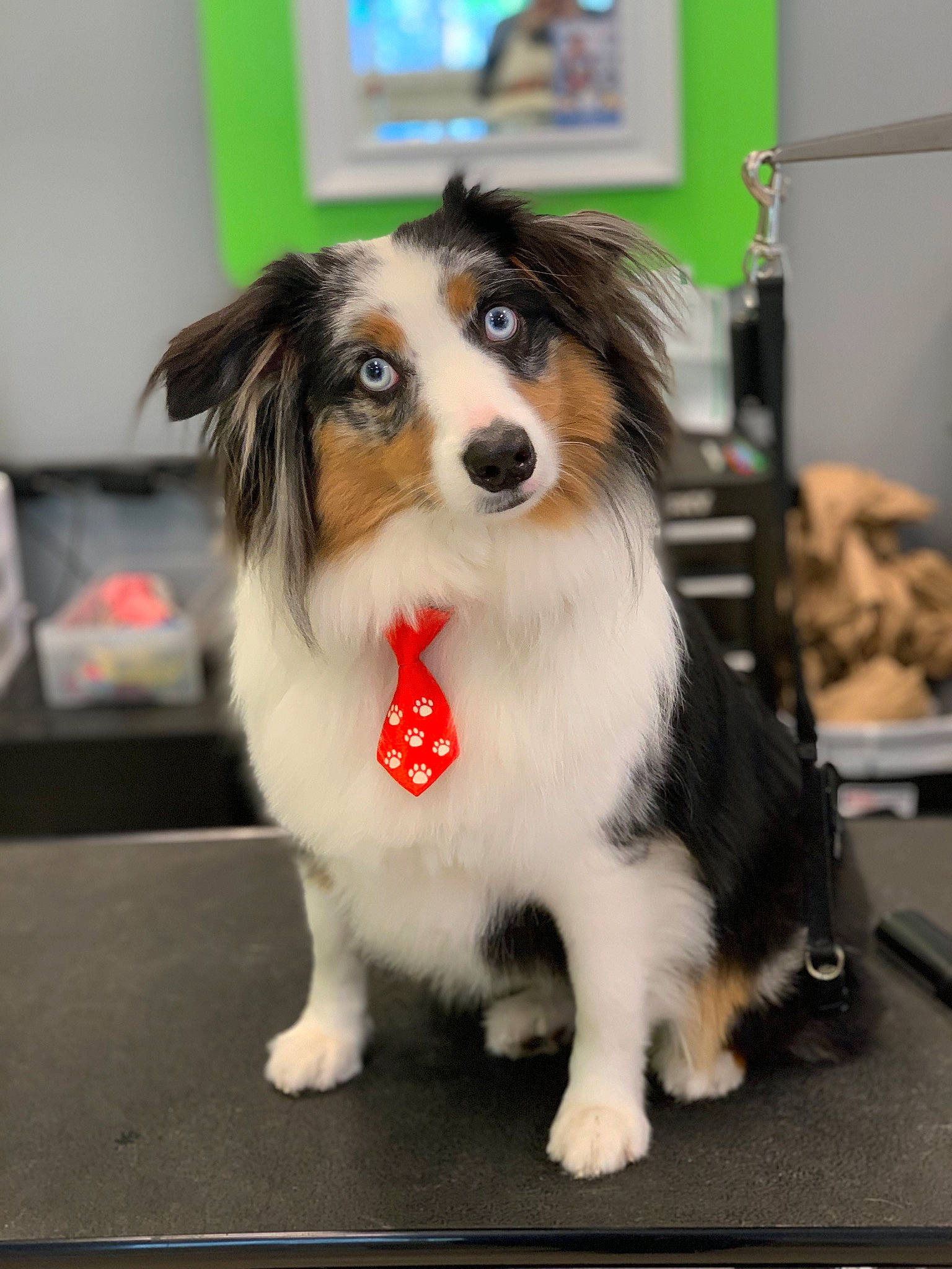 Atticus is registered to the contest to win money with this photo: australian_shepherd, canidae, carnivore, companion_dog, dog, dog_breed, mammal, papillon, phalene, puppy, rare_breed_dog, shetland_sheepdog, snout, sporting_group, vertebrate, working_dog