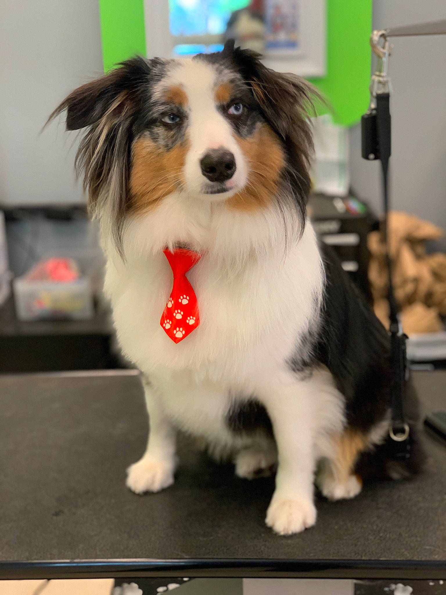 Atticus joined the competition — help win amazing prizes! australian_shepherd, canidae, carnivore, companion_dog, dog, dog_breed, mammal, papillon, phalene, puppy, rare_breed_dog, shetland_sheepdog, snout, sporting_group, working_dog