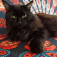 Boba a rejoint le concours — aidez-le/la à gagner de superbes lots ! cat, black_cat, green_eyes, feline, pet, animal, indoor, patterned_fabric, colorful_background, relaxed, close_up, fur, whiskers, portrait, laying_down, domestic_cat, cute, cozy, resting, looking_at_camera