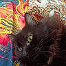 cat, black_cat, green_eyes, fluffy, pet, animal, indoor, close_up, resting, bed, blanket, pillow, colorful, patterned, whiskers, fur, cute, cozy, relaxed, portrait