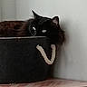 Boba participe au concours pour gagner de l'argent avec cette photo : cat, black_cat, furry, pet, indoor, basket, rope_handle, wooden_surface, cozy, curious, animal, feline, resting, eyes, fur, corner, home, quiet, quiet_moment, domestic
