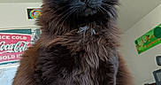 Boba a rejoint le concours — aidez-le/la à gagner de superbes lots ! cat, black_cat, fluffy, green_eyes, indoor, pet, feline, portrait, sitting, curious, furniture, poster, wall_art, home, animal, whiskers, ears, soft_fur, close_up, domestic
