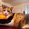 Melo participe au concours pour gagner de l'argent avec cette photo : cat, calico, orange, fruit, netted_bag, indoor, table, window, framed_photos, cozy, feline, pet, relaxed, fur, whiskers, ears, home, domestic, animal, resting