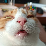 Melo a rejoint le concours — aidez-le/la à gagner de superbes lots ! cat, closeup, face, nose, mouth, whiskers, fur, indoor, blurred_background, sleepy, goofy_expression, pet, animal, orange_and_white, cute, feline, domestic_cat, snout, muzzle, pink_nose
