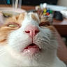 cat, closeup, face, nose, mouth, whiskers, fur, indoor, blurred_background, sleepy, goofy_expression, pet, animal, orange_and_white, cute, feline, domestic_cat, snout, muzzle, pink_nose