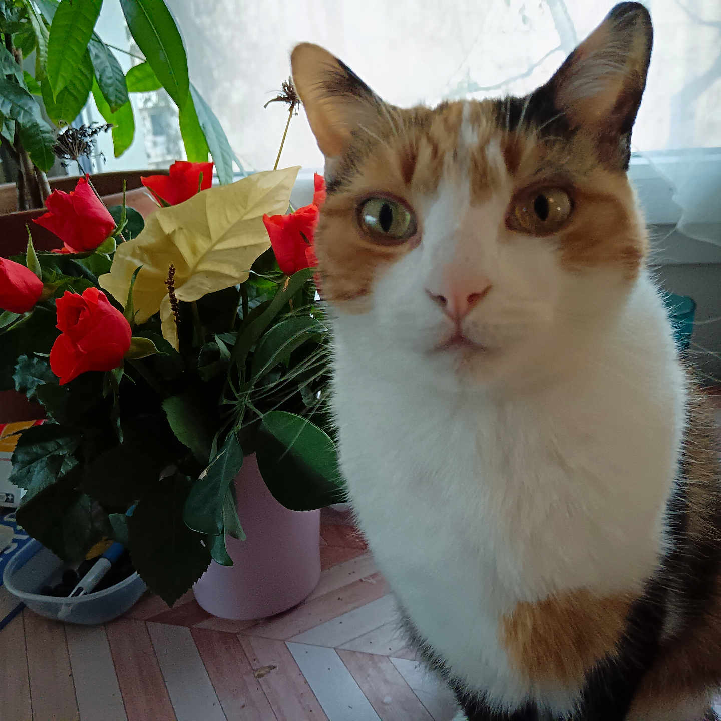 Melo a rejoint le concours — aidez-le/la à gagner de superbes lots ! cat, calico_cat, flower_pot, red_flowers, yellow_flower, indoor, houseplant, window, wooden_floor, curious, pet, fur, whiskers, leaf, greenery, closeup, domestic_animal, plant_pot, natural_light, tabletop