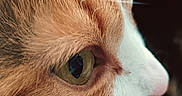 Melo participe au concours pour gagner de l'argent avec cette photo : cat, close_up, eye, fur, whiskers, orange_fur, white_fur, pet, animal, portrait, profile, face, macro, detail, cute, domestic_cat, feline, looking, nature, soft_texture