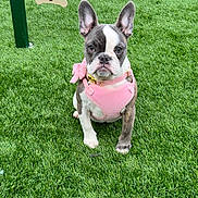 Pugsley joined the competition — help win amazing prizes! dog, french_bulldog, puppy, pink_harness, grass, green_lawn, pet, outdoor, cute, canine, animal, sitting, ears_up, playful, young_dog, adorable, pet_accessory, nature, summer, companion