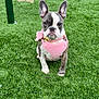 dog, french_bulldog, puppy, pink_harness, grass, green_lawn, pet, outdoor, cute, canine, animal, sitting, ears_up, playful, young_dog, adorable, pet_accessory, nature, summer, companion