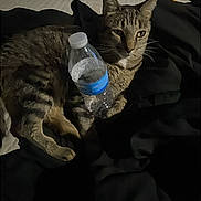 Goon joined the competition — help win amazing prizes! cat, tabby_cat, water_bottle, blanket, bed, indoor, pet, animal, feline, striped, resting, sleepy, domestic, fur, whiskers, ear, paw, relaxed, dark, shadow